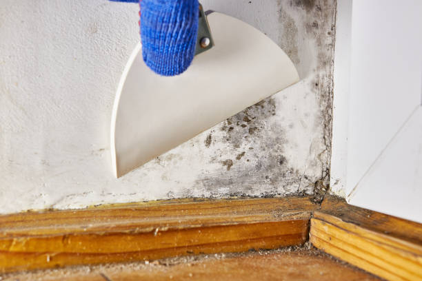 Professional Mold Removal in Hollis, OK